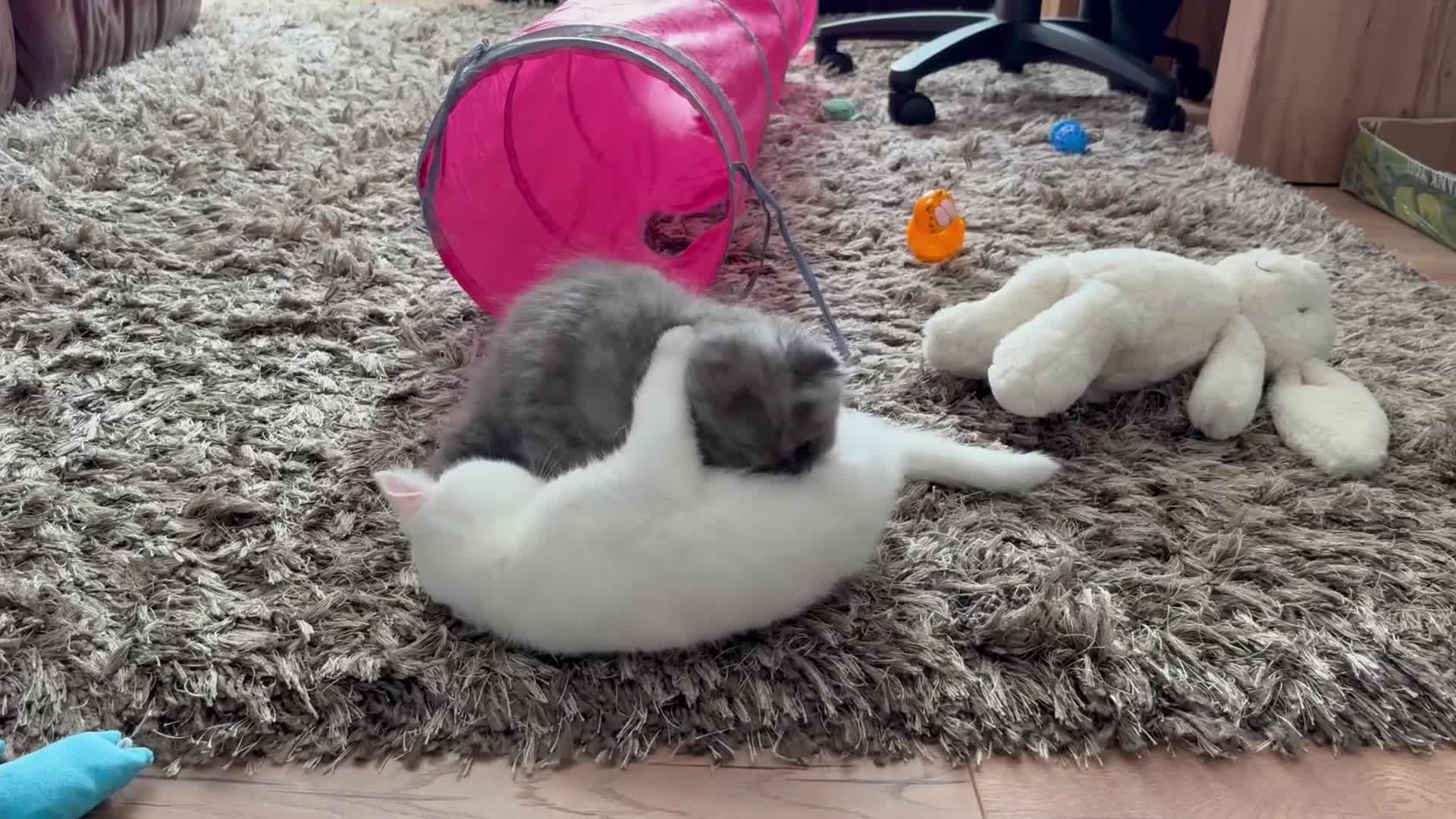 British Shorthair cats for sale: 2 british shorthair/longhair X Scottish fold boys  - Video 1