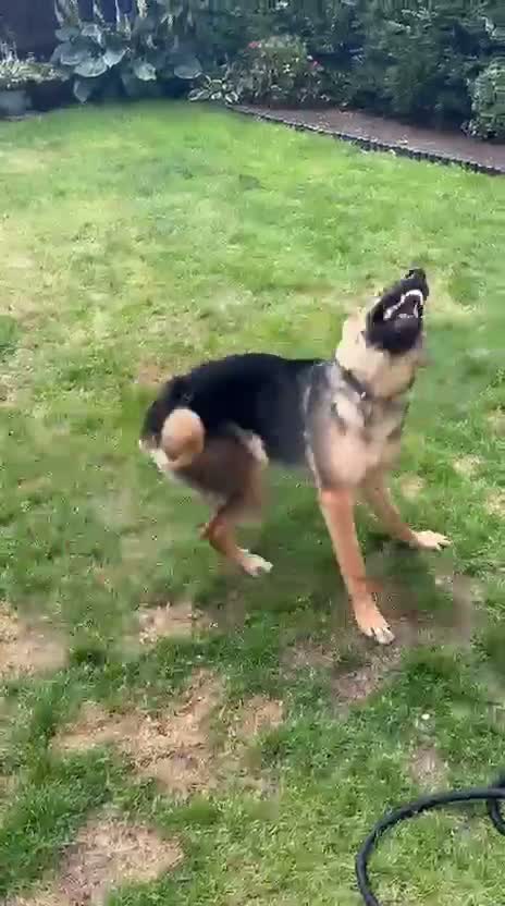 German Shepherd dogs for sale: Gorgeous 11 month's boy looking for his ideal home - Video 1