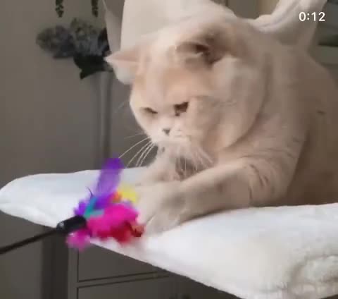 British Shorthair cats for stud: Cream, cinnamon & Lilac males for stud service  in Greenhithe - Video 2