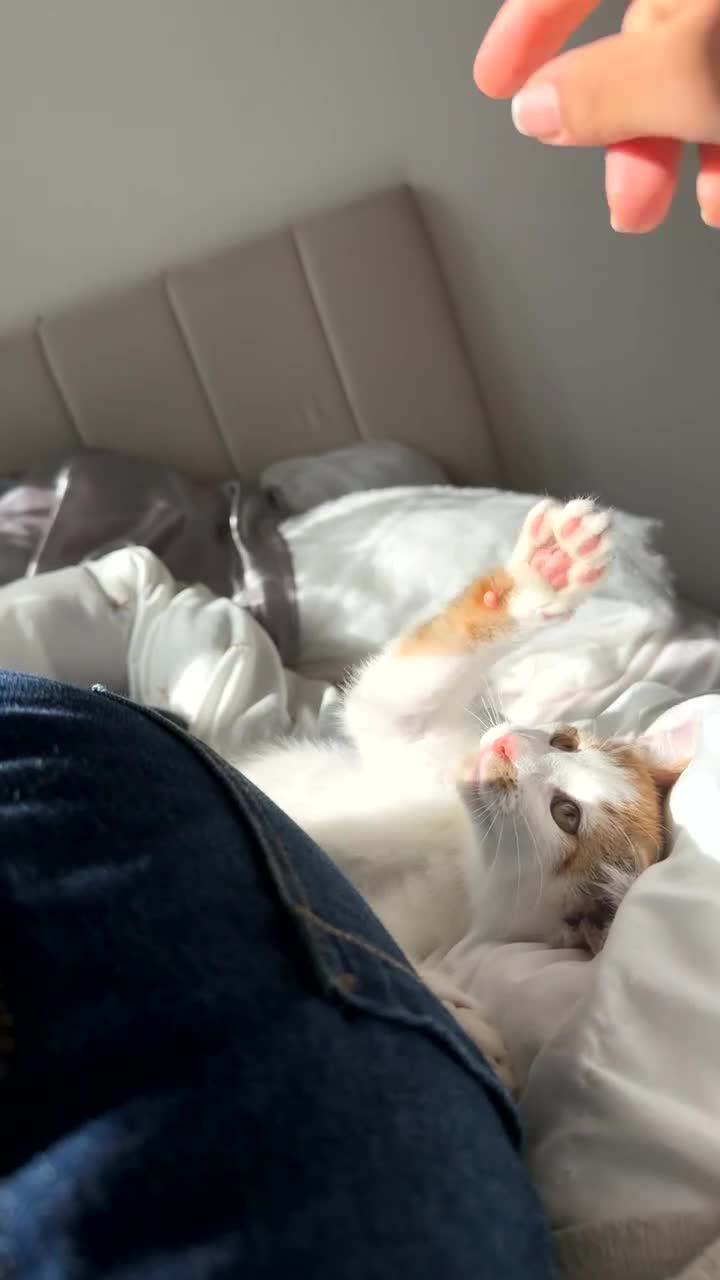 Mixed Breed cats for sale: Beautiful ginger malevaccinated+chipped+fw treated - Video 1