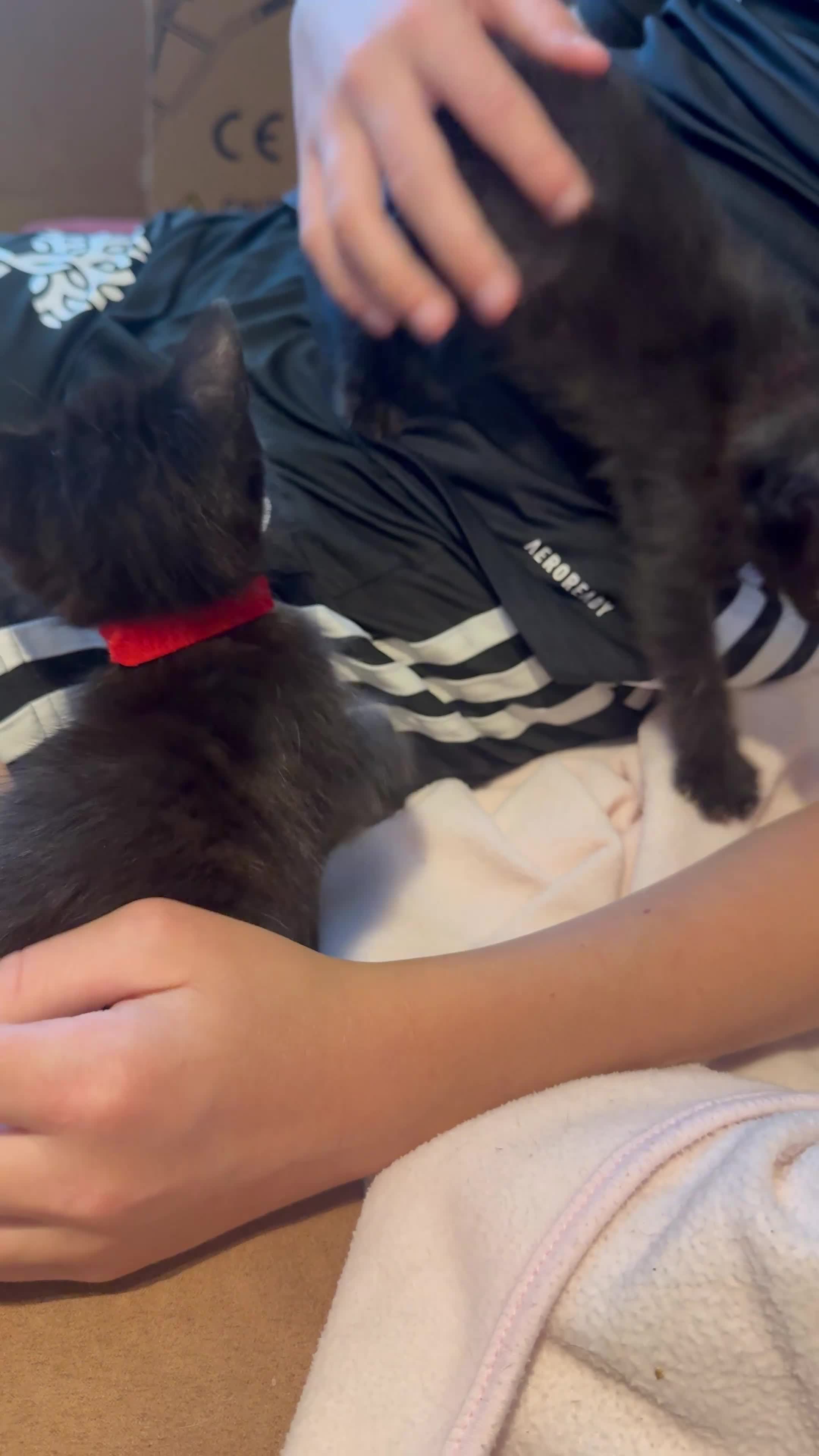 Mixed Breed cats for sale: 2 beautiful girl kittens for sale  in Southampton - Video 1