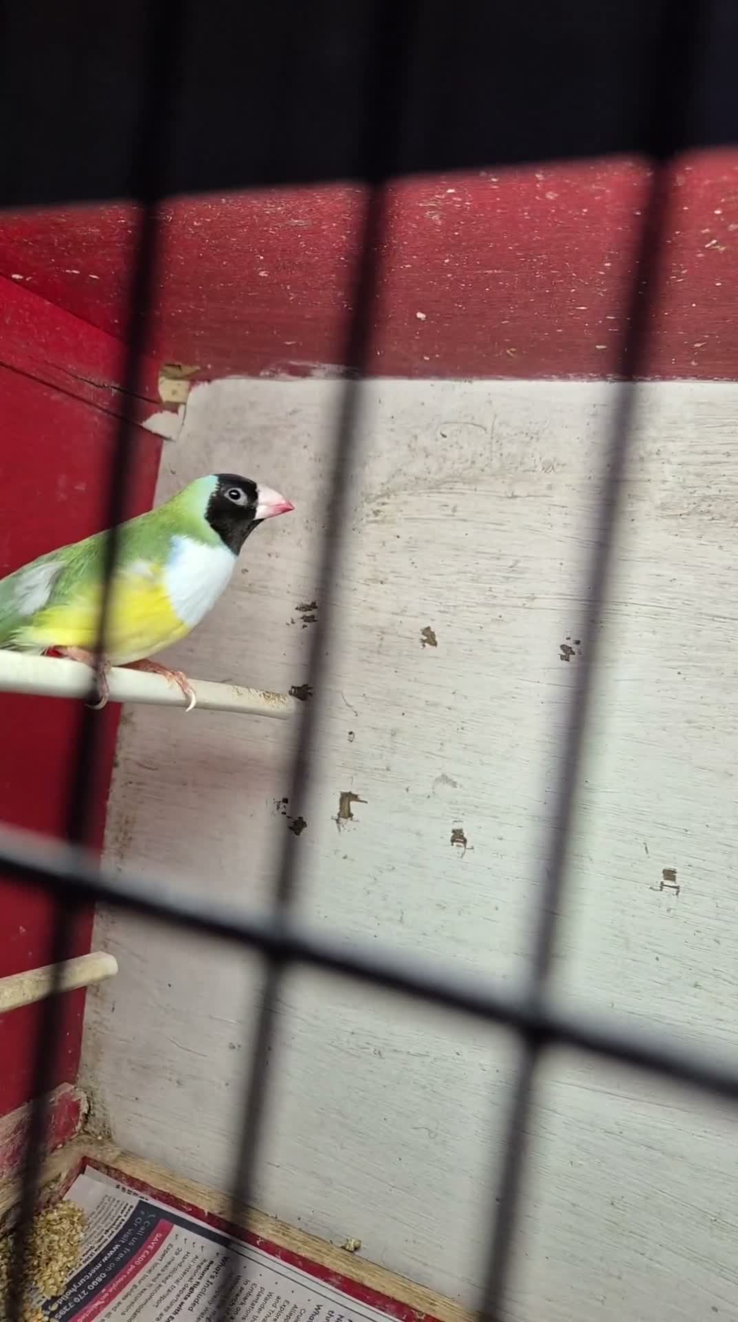 Finches birds for sale: Gouldian Finches  - Video 2