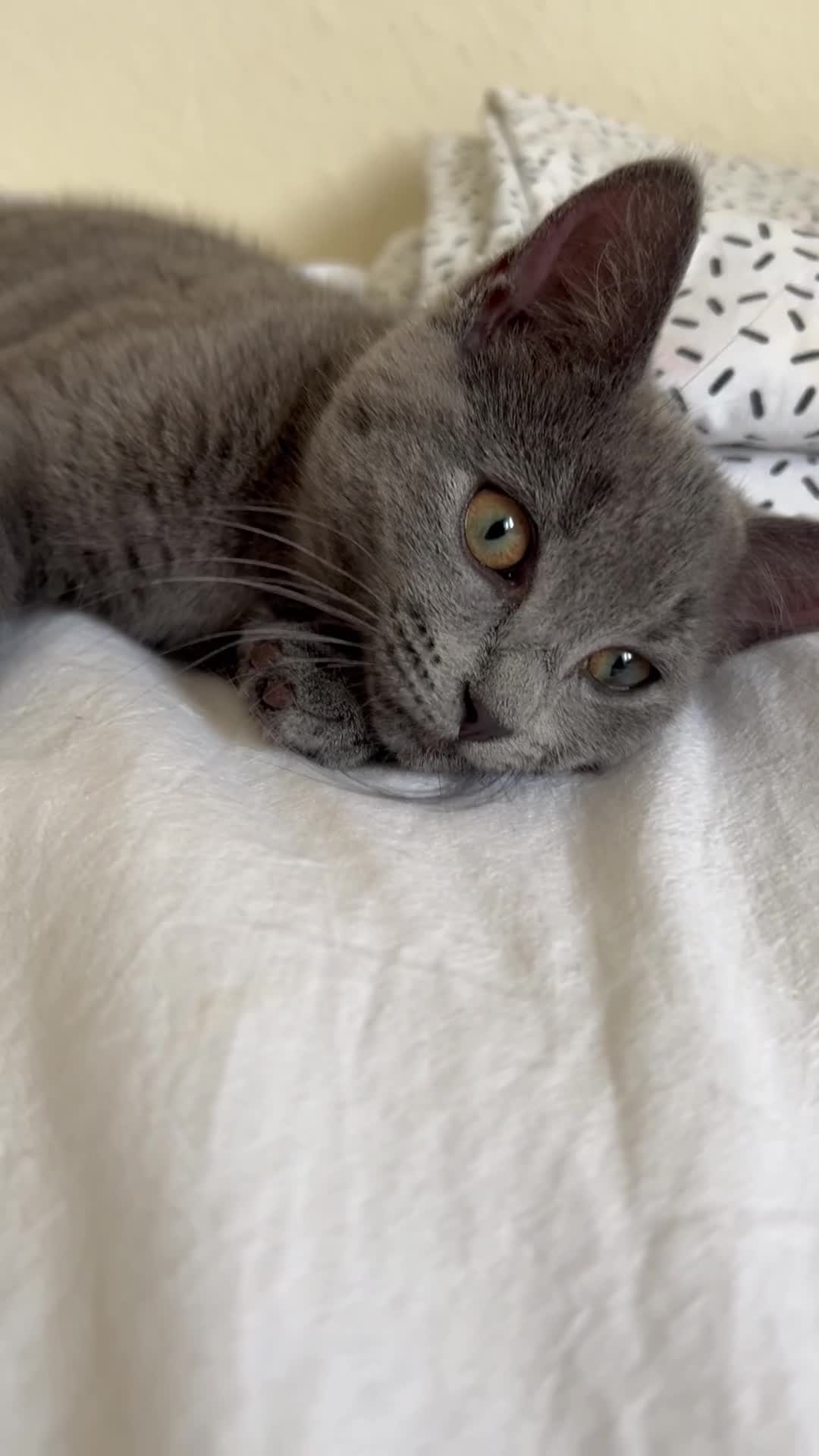Mixed Breed cats for sale: Beautiful gray female kitten - Video 2