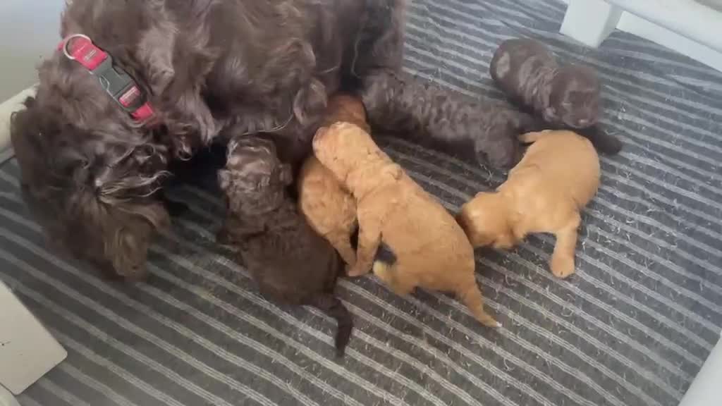 Cockapoo dogs for sale: BEAUTIFUL LITTER OF HEALTH TESTED COCKAPOOS 🩷 in Cheadle - Video 1