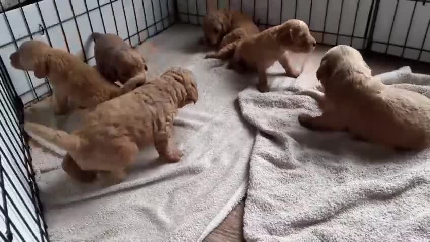 Mixed Breed dogs for sale: 4 boys 2 girls cavapoo x cockapoo puppies - Video 1