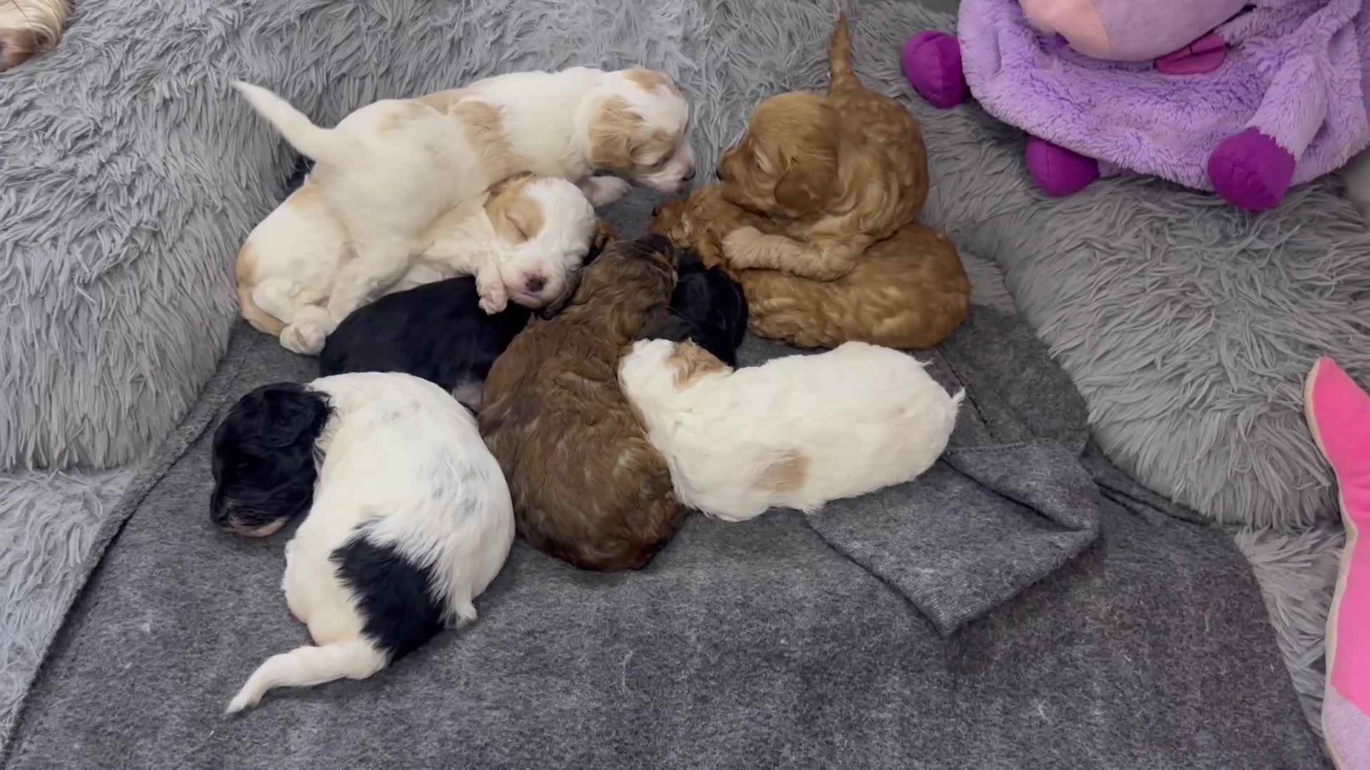 Mixed Breed dogs for sale:  Fab❤️Ttoodle Tibetan terrier x Miniature Poodle - Video 4