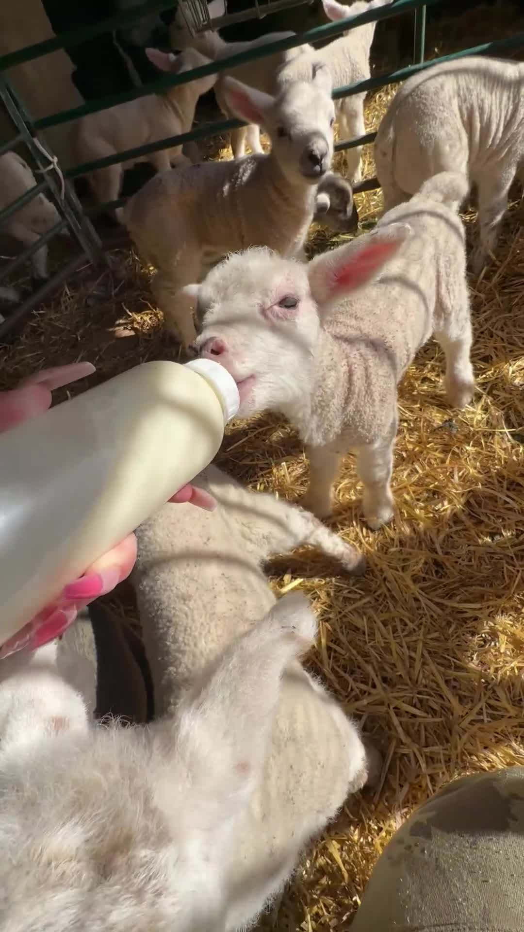 Sheep livestock for sale: Cade Lambs Commercial Cross Breeds  in Kettering - Video 1