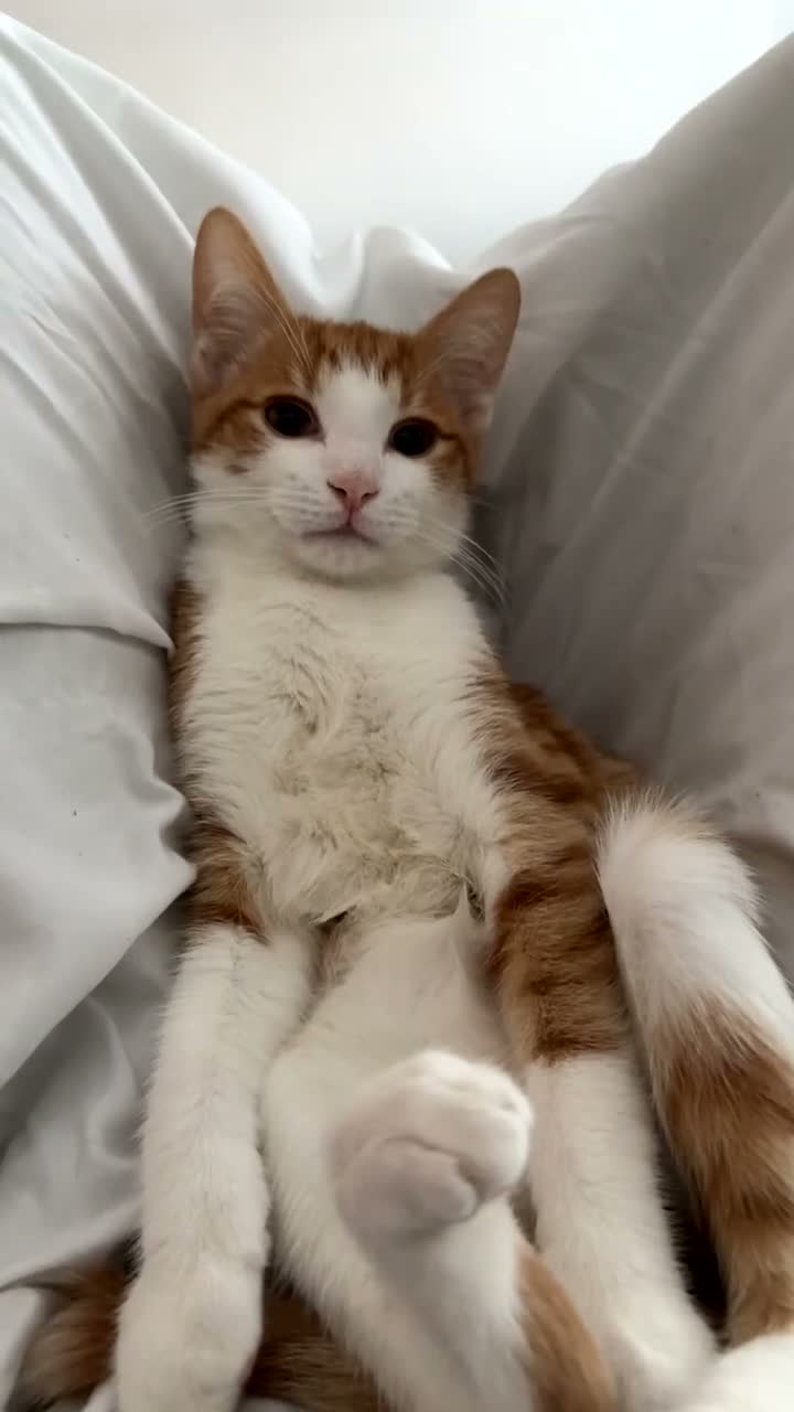 Domestic Shorthair cats for sale: Ginger cat Named Minie - Video 1