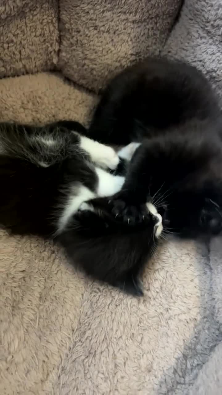 Mixed Breed cats for sale: 2 stunning girls ❤️ in Airdrie - Video 1