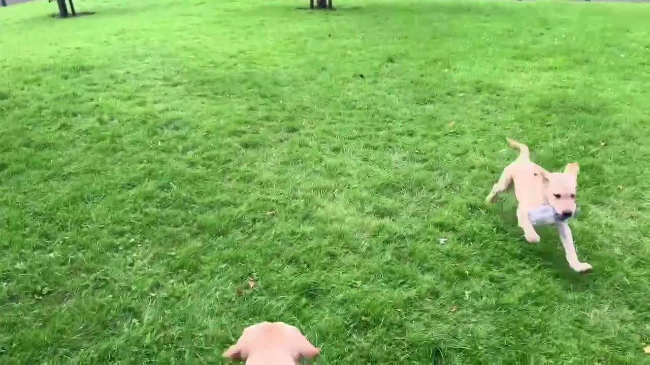 Labrador Retriever dogs for sale: Gorgeous Labrador Puppies, ready for forever homes - Video 2