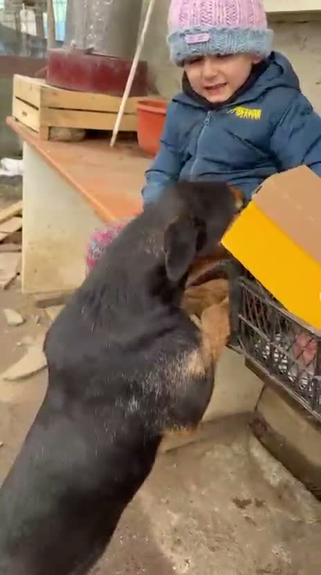 Mixed Breed dogs for adoption: CRISTI - A Lovely Survivor for a Loving Home in Nottingham - Video 1