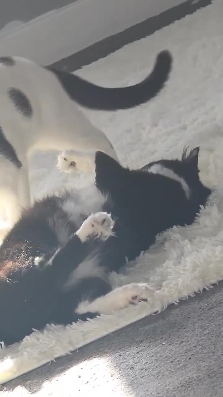 Mixed Breed cats for sale: Bonded 6 month Siblings - Video 1