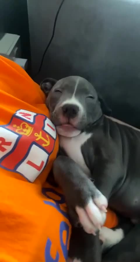 Staffordshire Bull Terrier dogs for sale: Blue  - Video 4