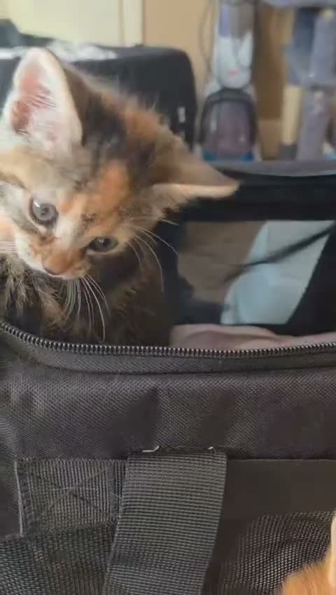 Mixed Breed cats for sale: Tabby kittens  - Video 2