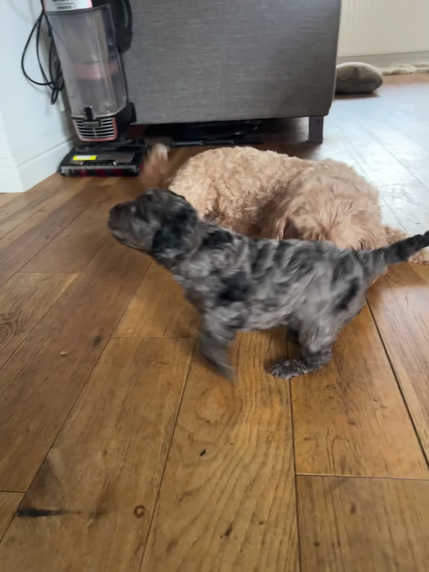 Cavapoo dogs for sale: 💕🐾 Tiny Paws, Big Heart 🐾💕Toy Cavapoo  - Video 2