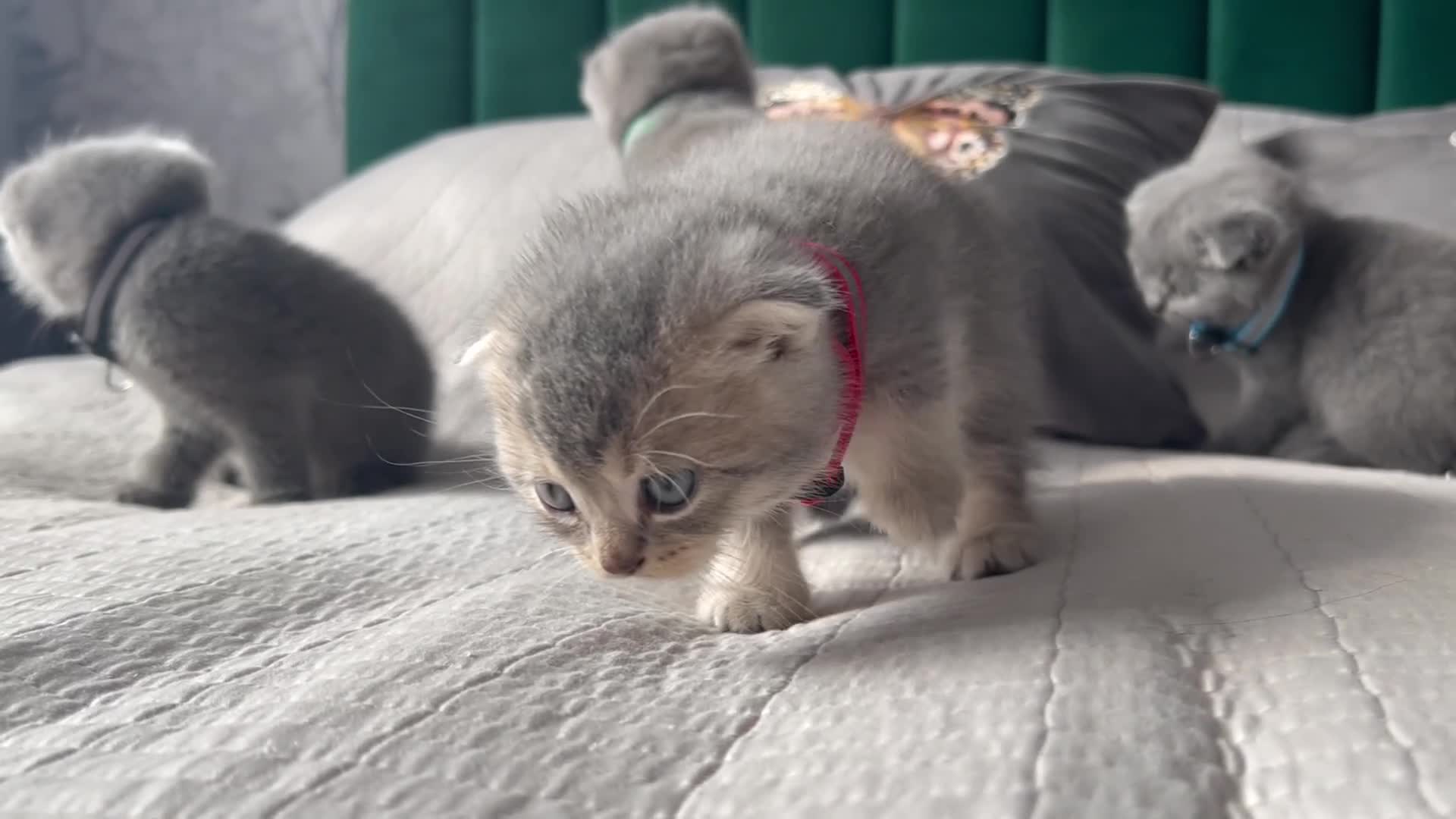 Scottish Fold cats for sale: Scottish folds looking for forever home❣️ ❤️ in Sittingbourne - Video 1