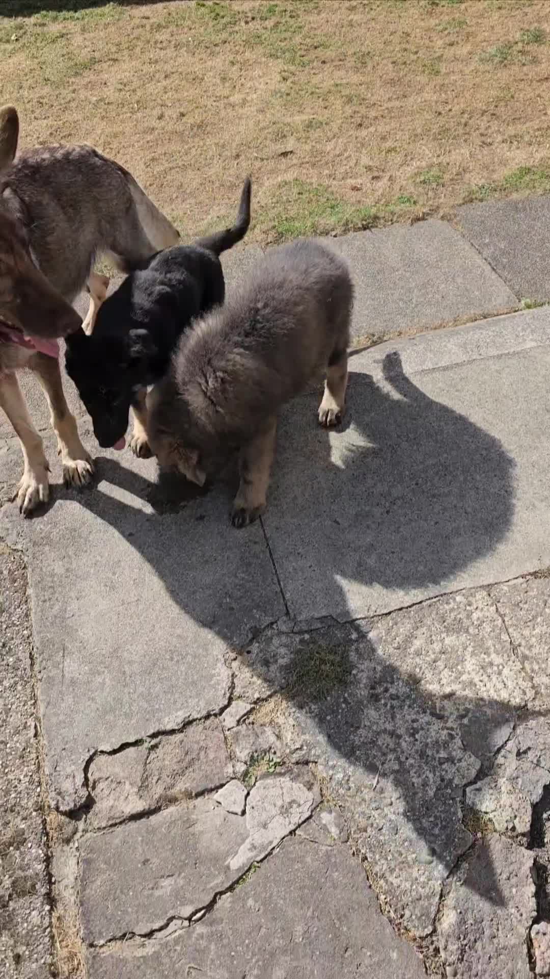 German Shepherd dogs for sale: 🔹️beautiful purebred straight back KC gsp's🔹️ - Video 3