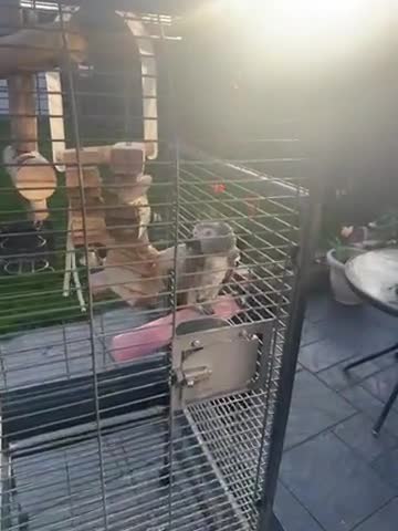 Parrots birds for sale: Smokey  - Video 2