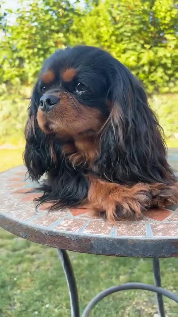 Cavalier King Charles Spaniel dogs for sale: Registered Cavalier King Charles Spaniel Puppies - Video 1