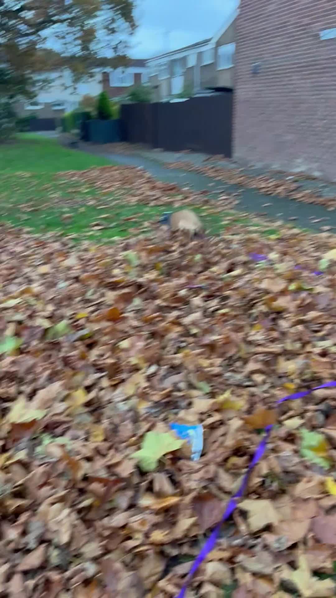 Mixed Breed dogs for sale: 16 week old hunter way female tan coloured  - Video 1