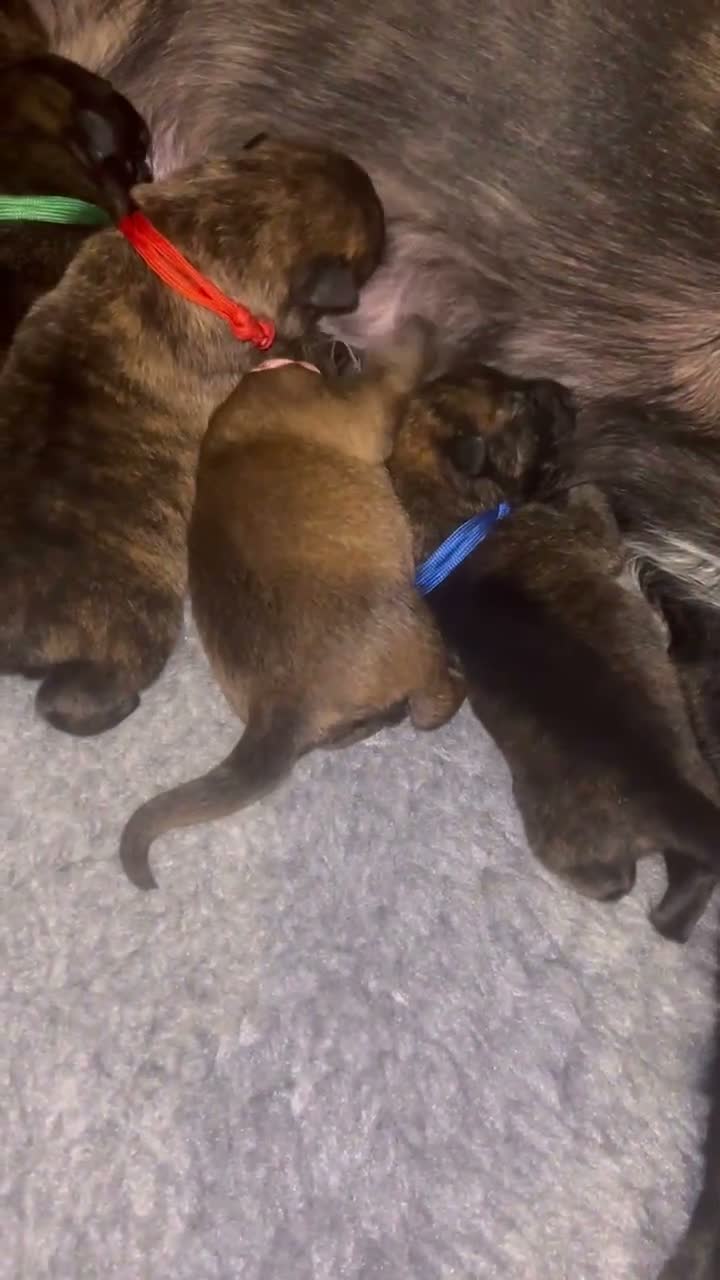 Mixed Breed dogs for sale: Belgian Malinois X  in Selkirk - Video 3