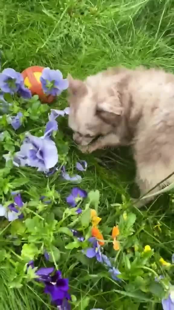 Chihuahua dogs for sale: Chihuahua boy lilac marble with blue eyes  - Video 1