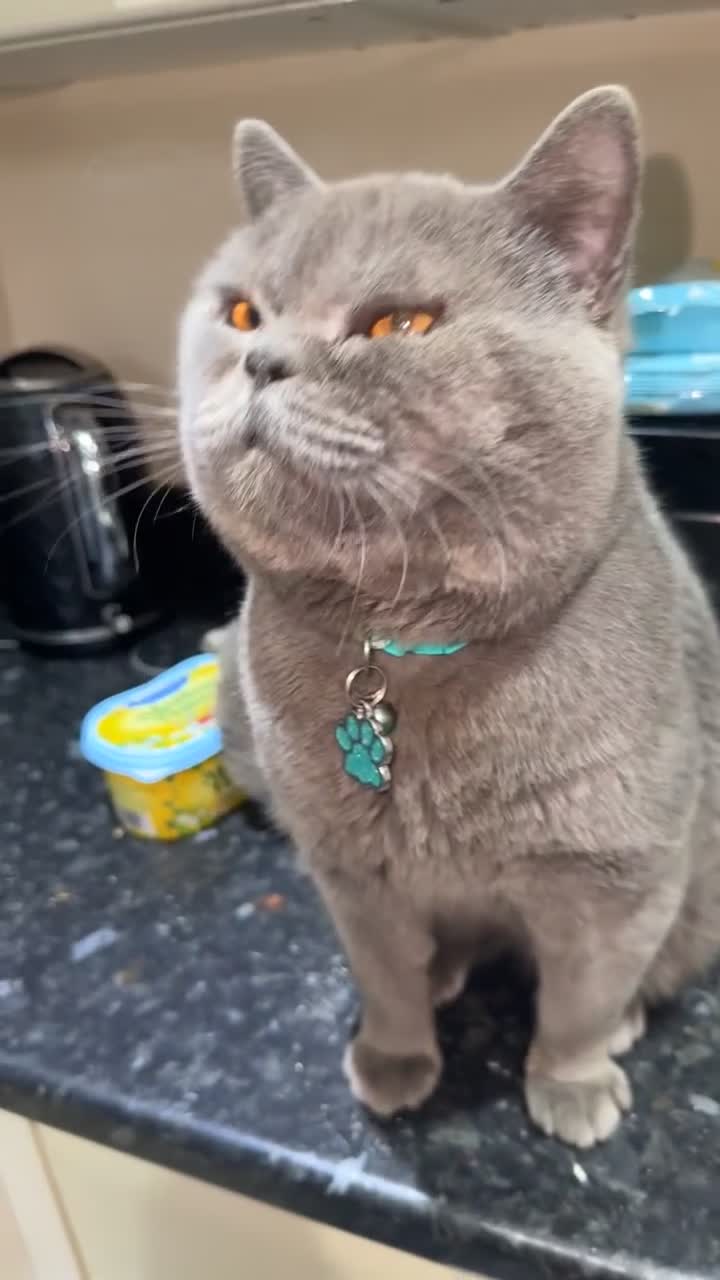 British Shorthair cats for sale: Male British short hair - Video 1