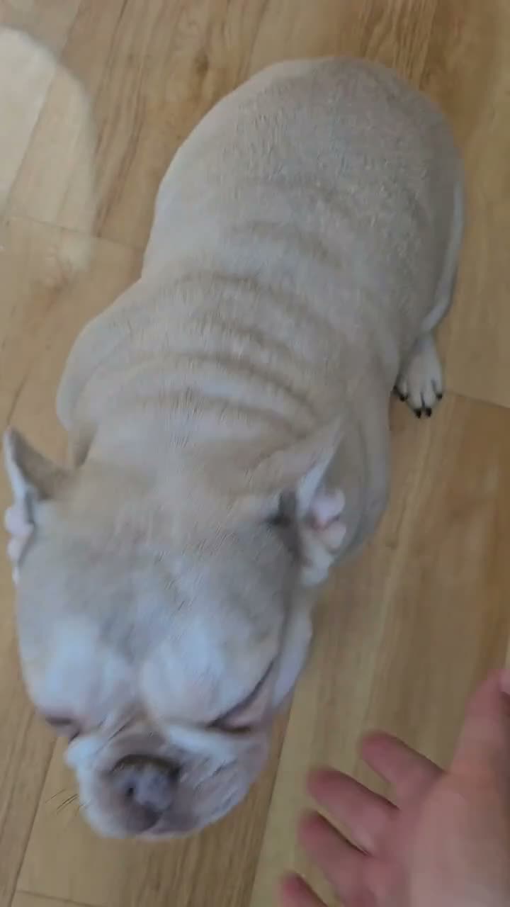 French Bulldog dogs for sale: Still available female french bulldog - Video 1