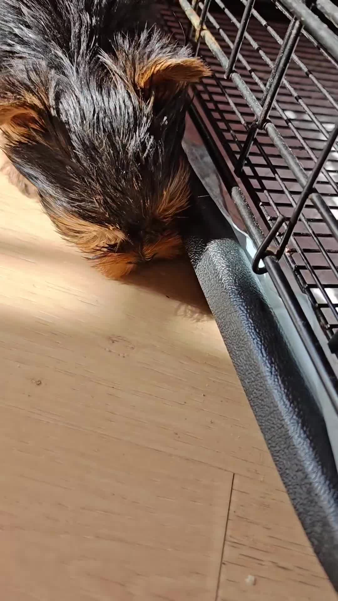 Yorkshire Terrier dogs for sale: The last boy waiting for you - Video 2