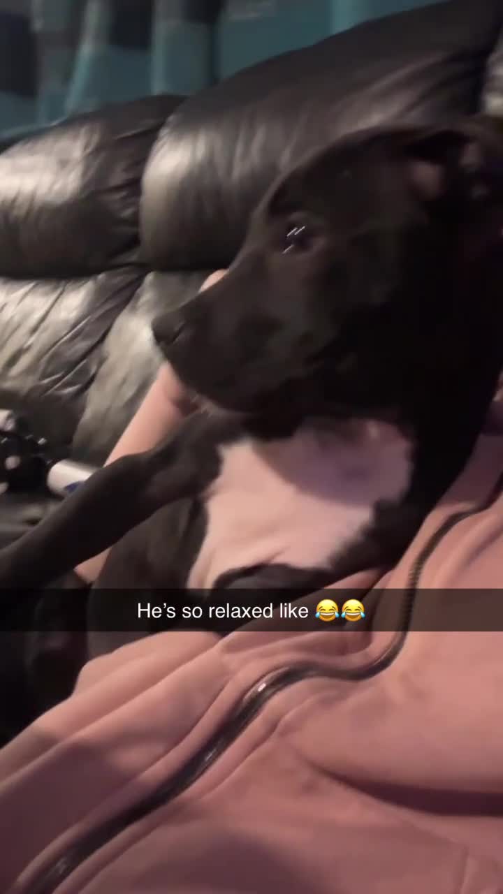 Mixed Breed dogs for sale: Staffy pups - Video 1