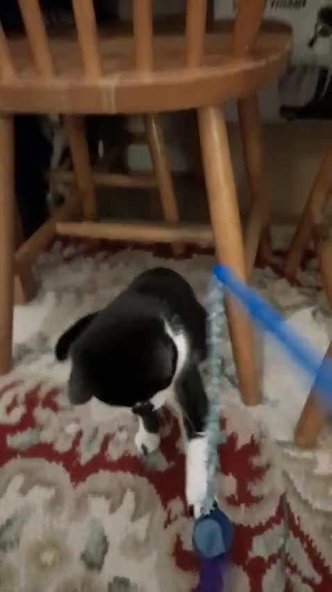 European cats for sale: 2 Female cats need to be sold urgently  - Video 1