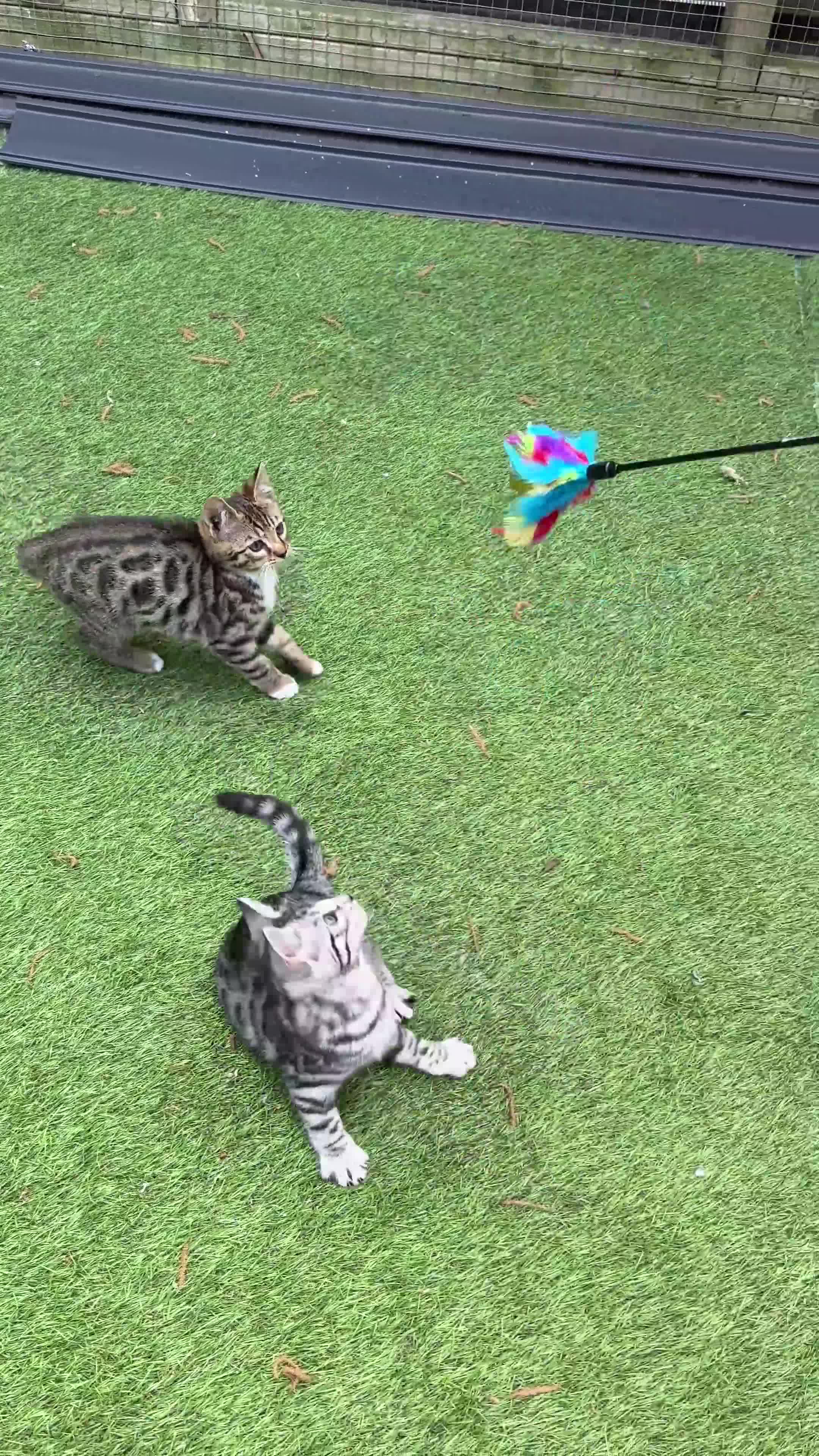 Bengal cats for sale: Beautiful Bengal Cross Kittens! Price Reduced!! in Rochdale - Video 2