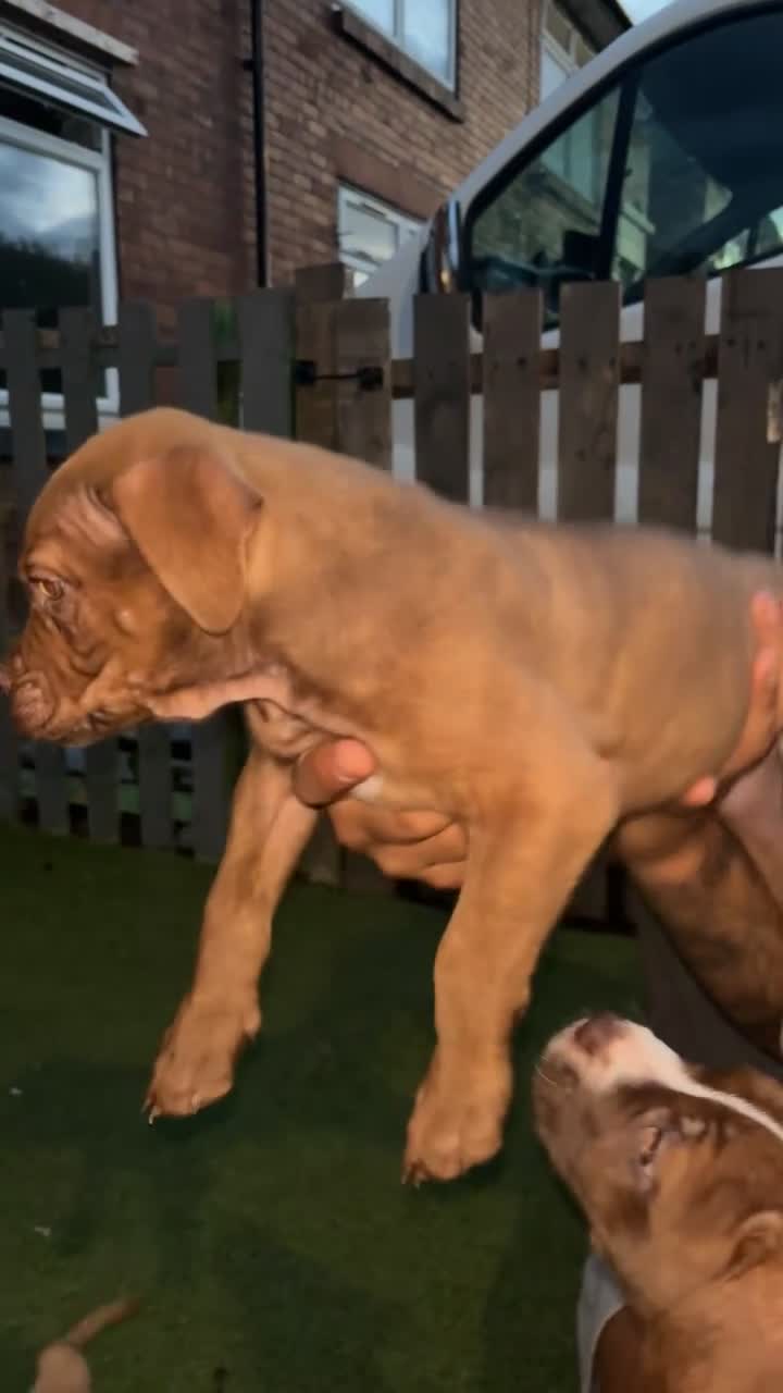 Mixed Breed dogs for sale: Dogue de Bordeaux / English mastiff  in Leeds - Video 2
