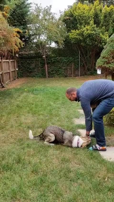 Mixed Breed dogs for adoption: FOSTER/ADOPT:❤️NINA hopes the world can be kind - Video 2