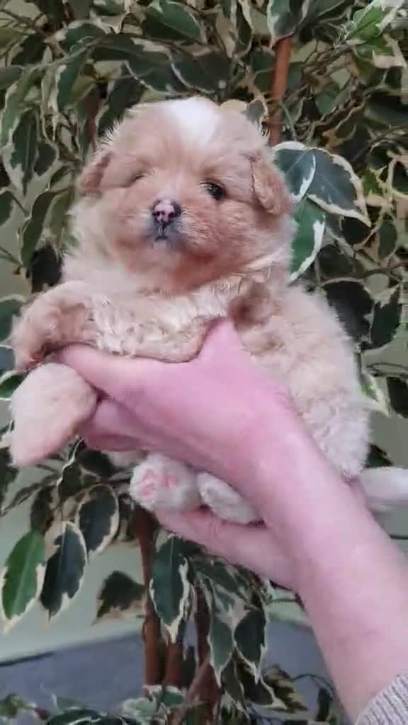 Pomapoo dogs for sale: Pomapoo - Video 1