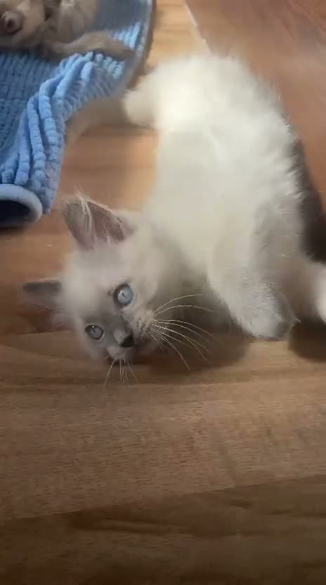 3 beautiful Ragdoll boys ready forr new homes for sale in Willenhall ...