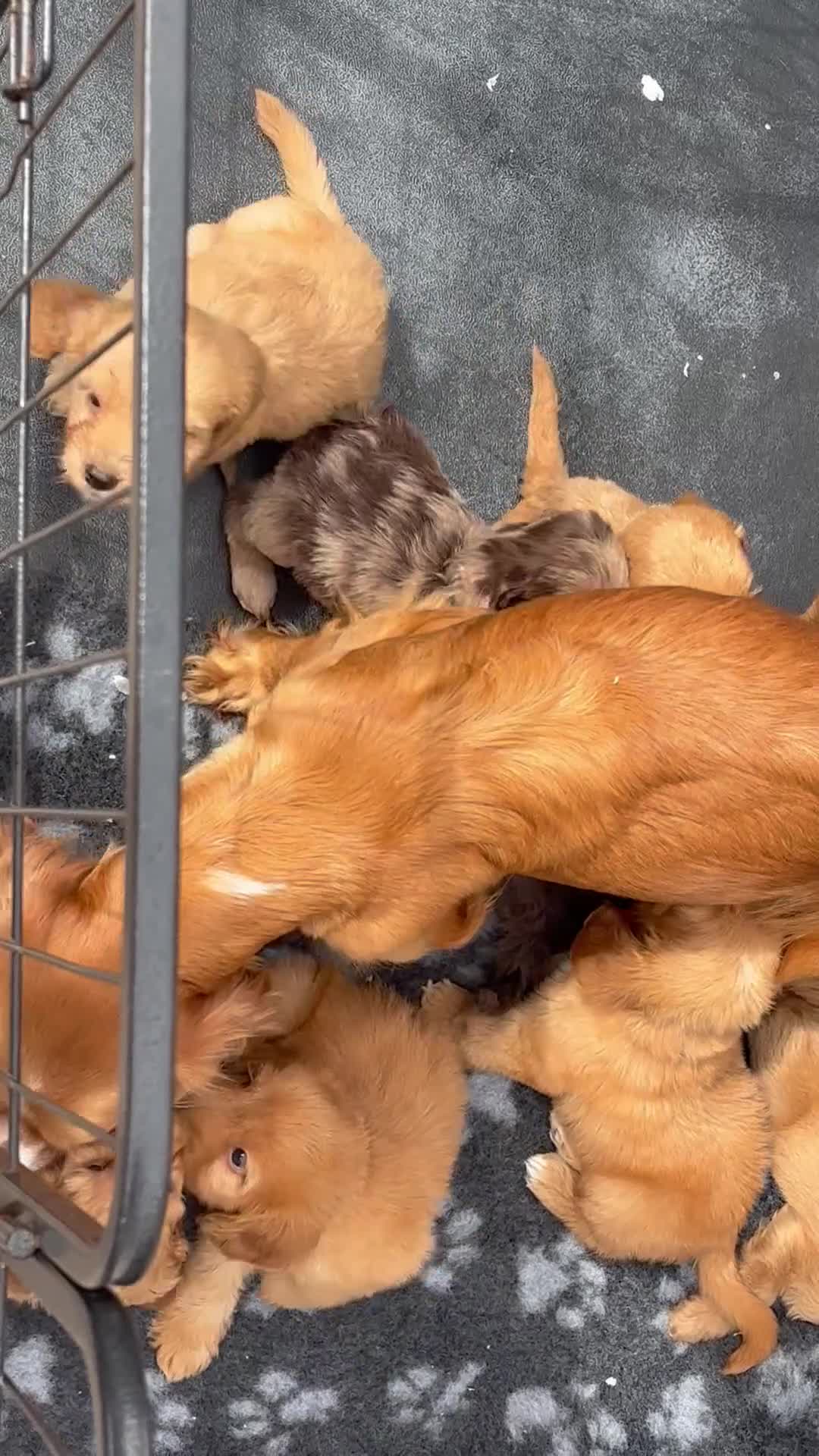 Cockapoo dogs for sale: F1 health tested cockapoo puppies - Video 1