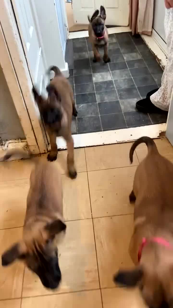 Belgian Shepherd Dog dogs for sale: Belgian Malinois pups ready to leave  - Video 1