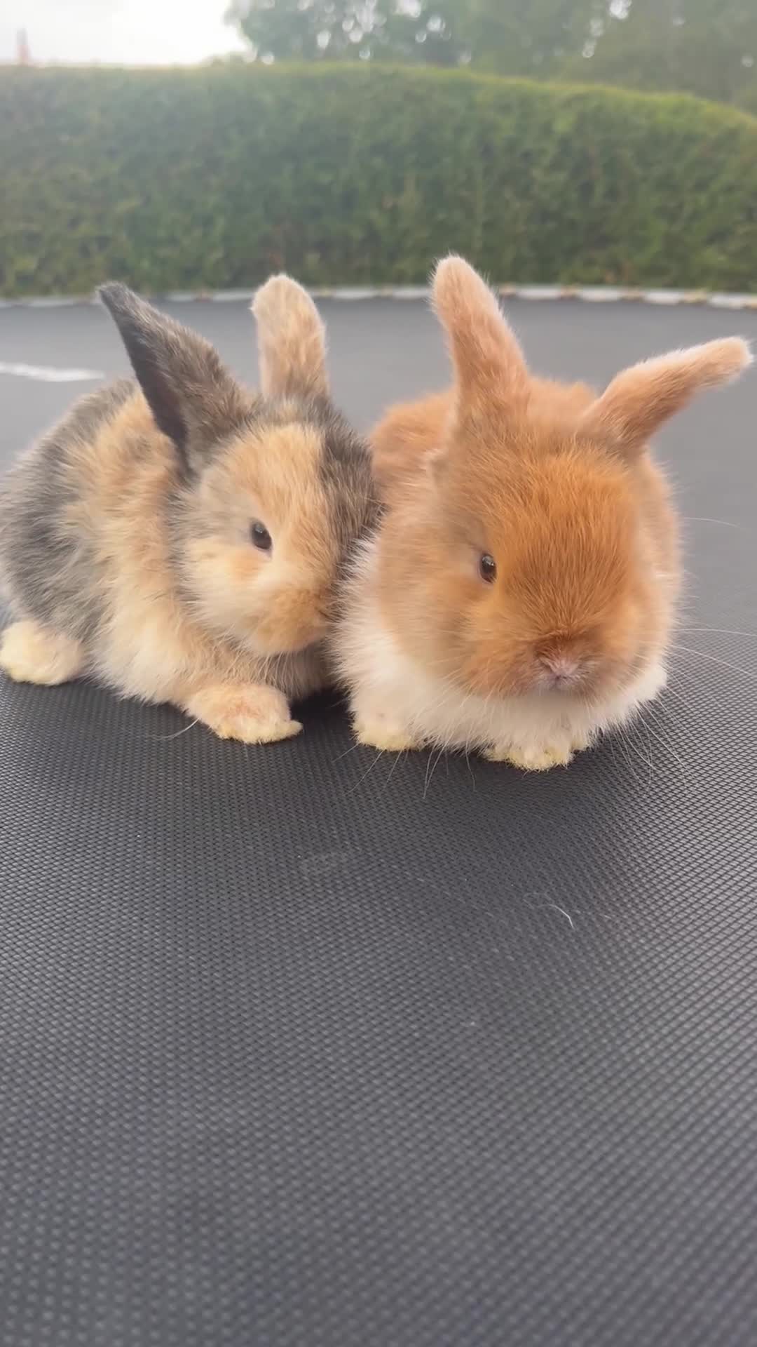 Mini Lop rabbits for sale: Gorgeous baby mini lop boys (bucks) - Video 2