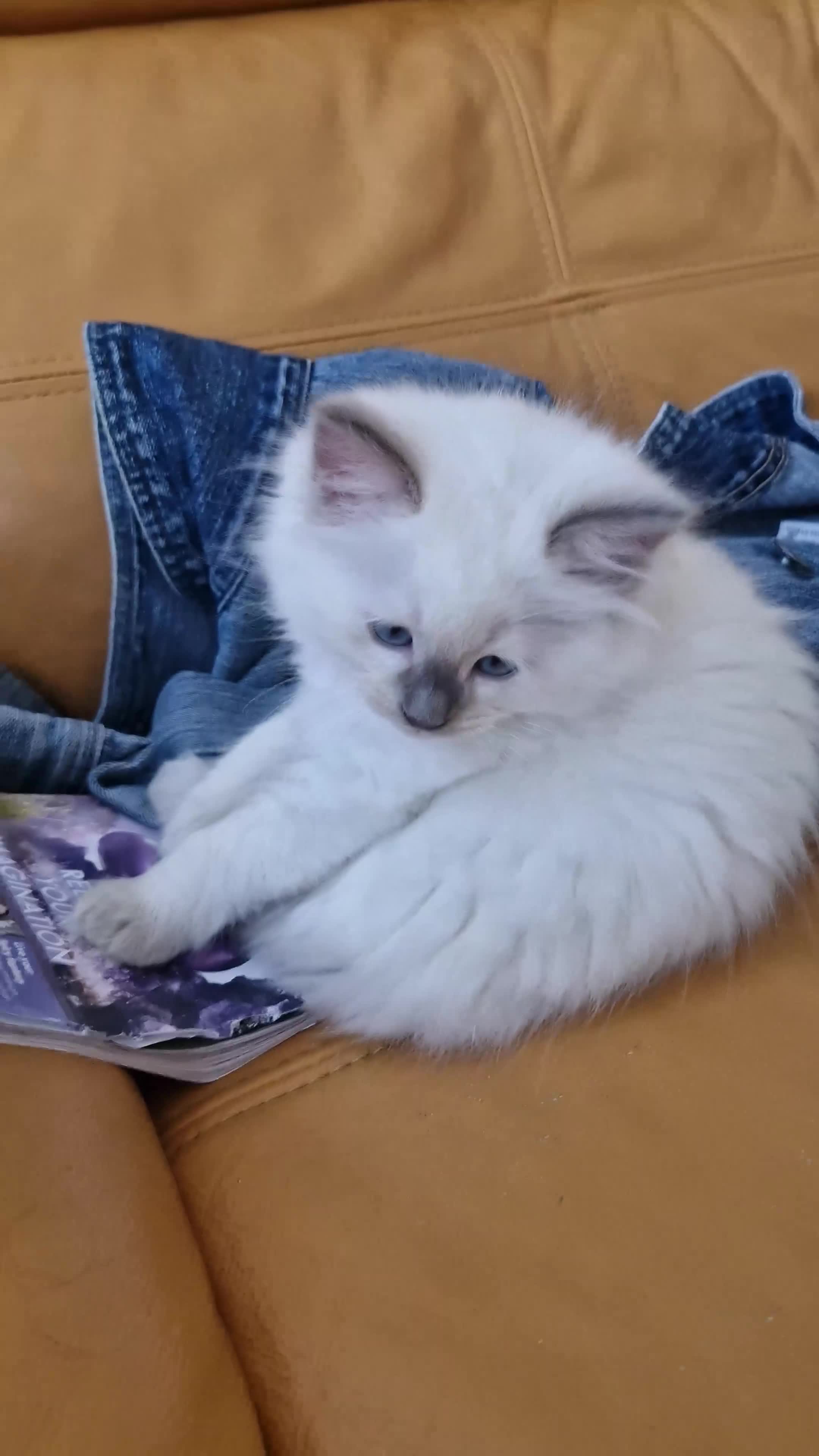 Ragdoll cats for sale: 🐾Last  Girl - Genetically clear 🐾 - Video 4
