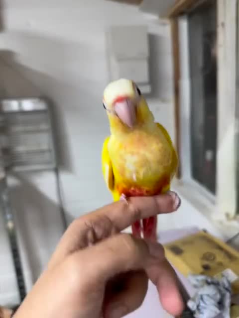 Conures birds for sale: Hand reared super tame conure  - Video 1