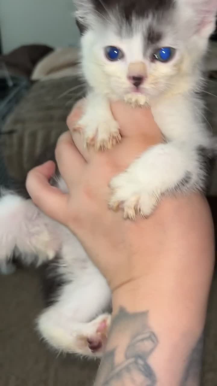 Mixed Breed cats for sale: Ready now!! - Video 2