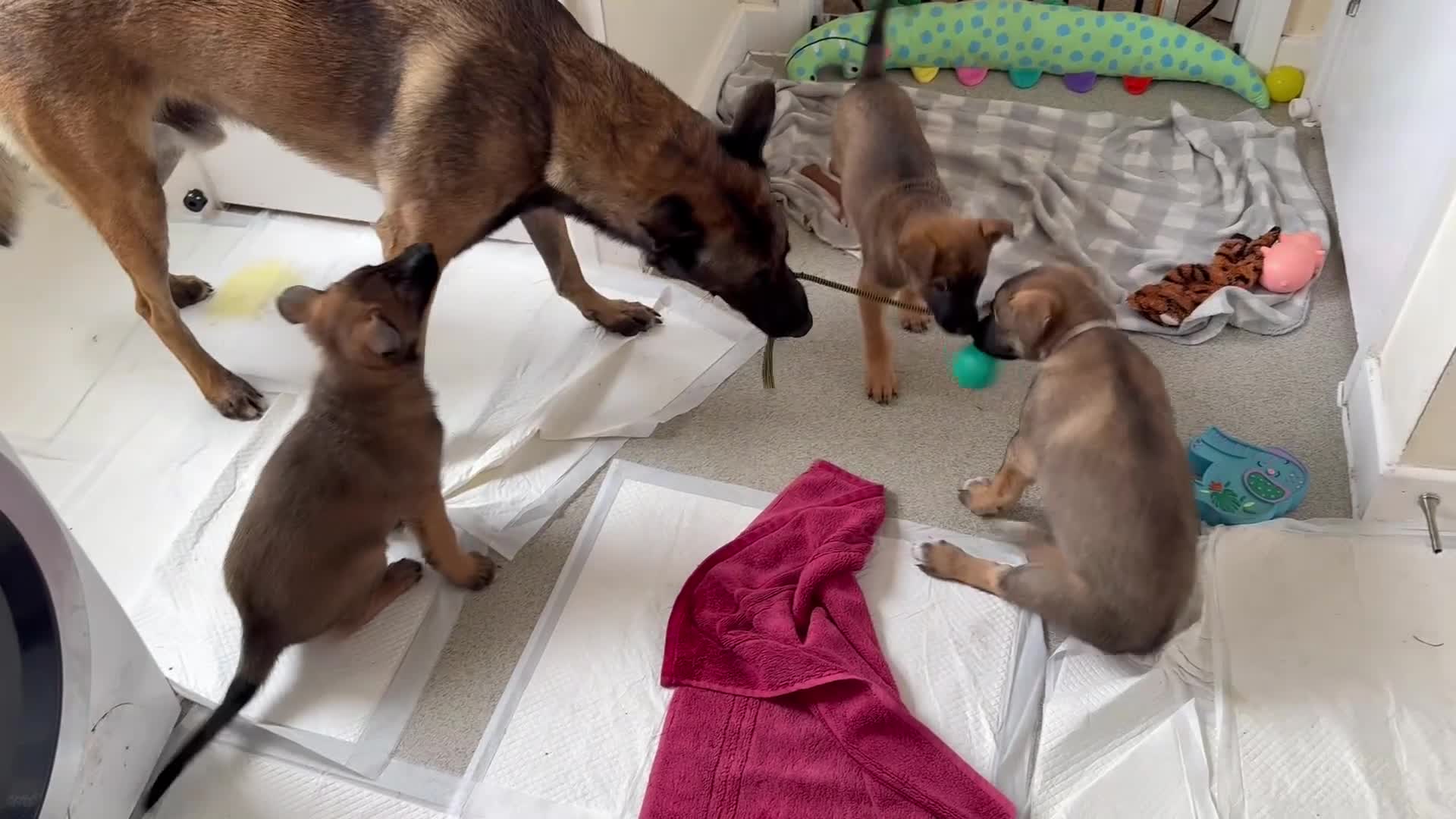Belgian Shepherd Dog dogs for sale: Belgian Malinois puppies🐾 - Video 1