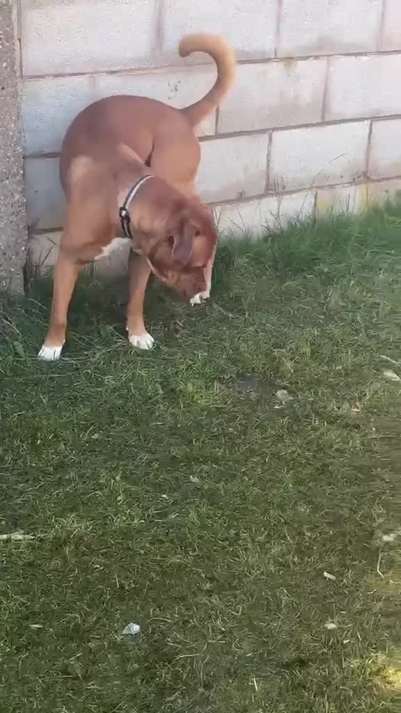 Mixed Breed dogs for sale: Scooby needs a new loving home  in Chesterfield - Video 1