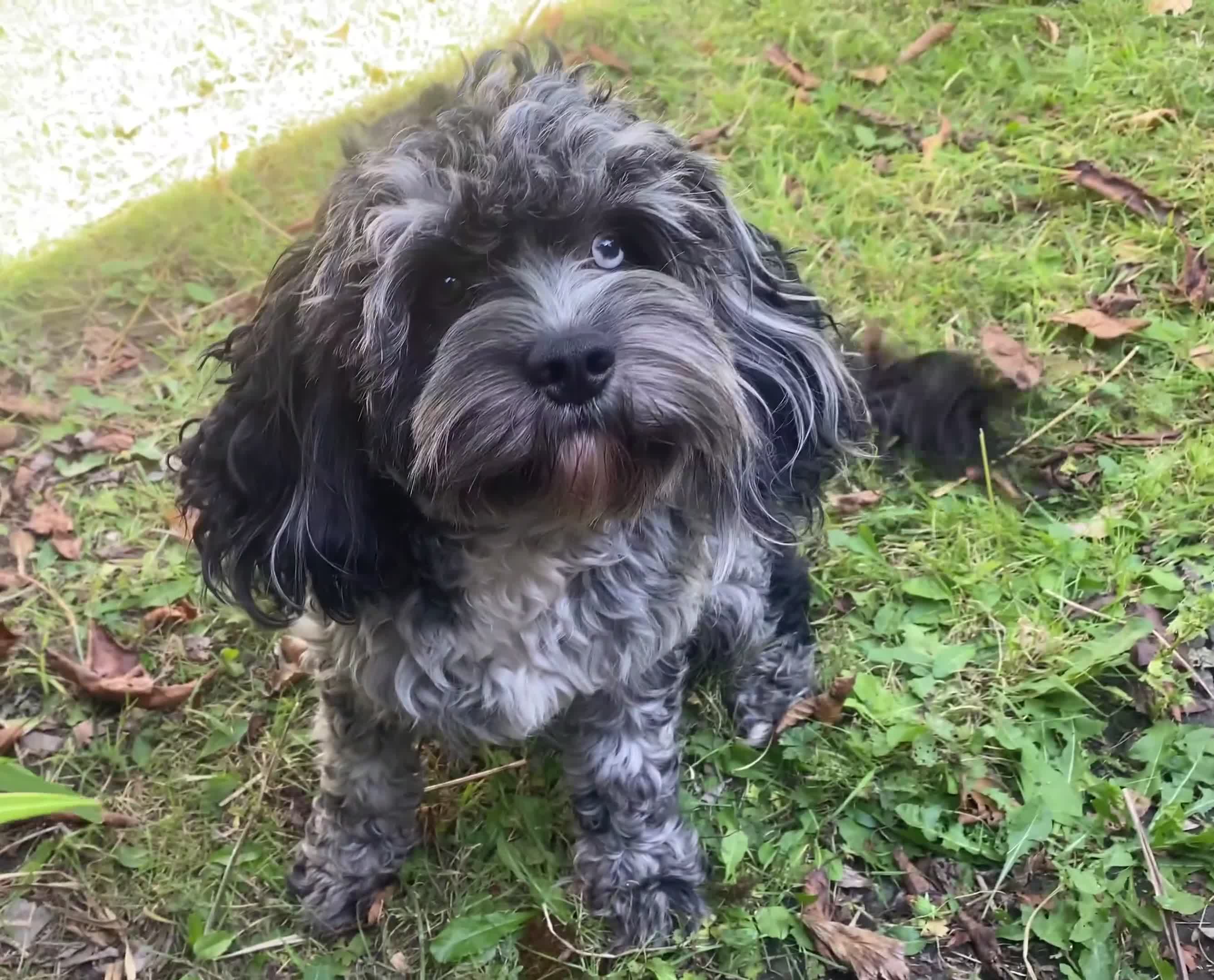 Cavapoo dogs for sale: Cottage Cavapoo puppies 5* Council reg’d  - Video 2