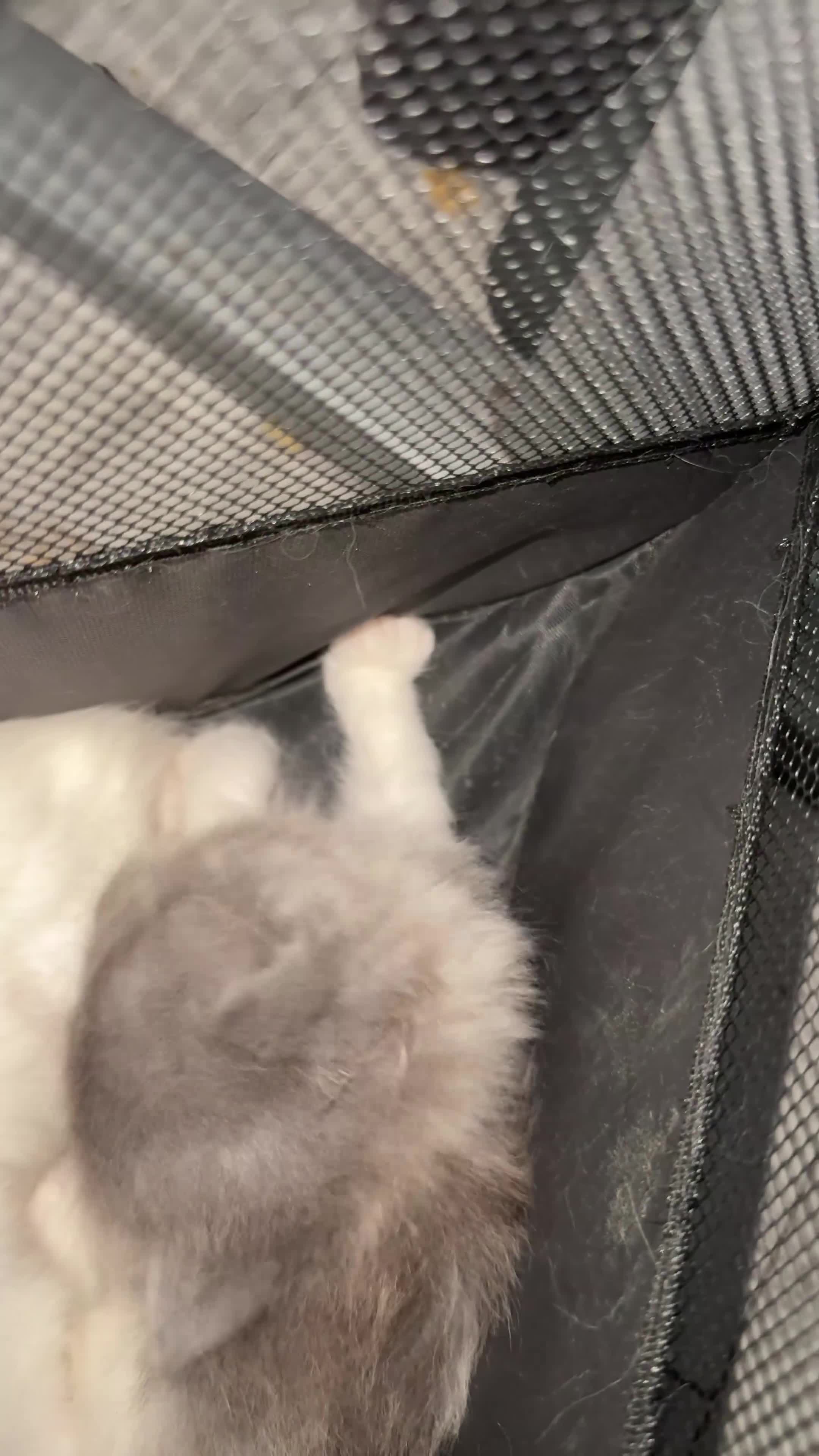 Persian cats for sale: Cute pure pedigree Persian cat in London - Video 1