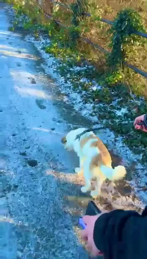 Mixed Breed dogs for adoption: Pumpkin for adoption in Greenford - Video 3