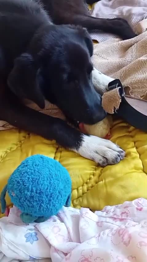 Mixed Breed dogs for adoption: CHESTNUT, a superb young boy - for a Loving Home - Video 4