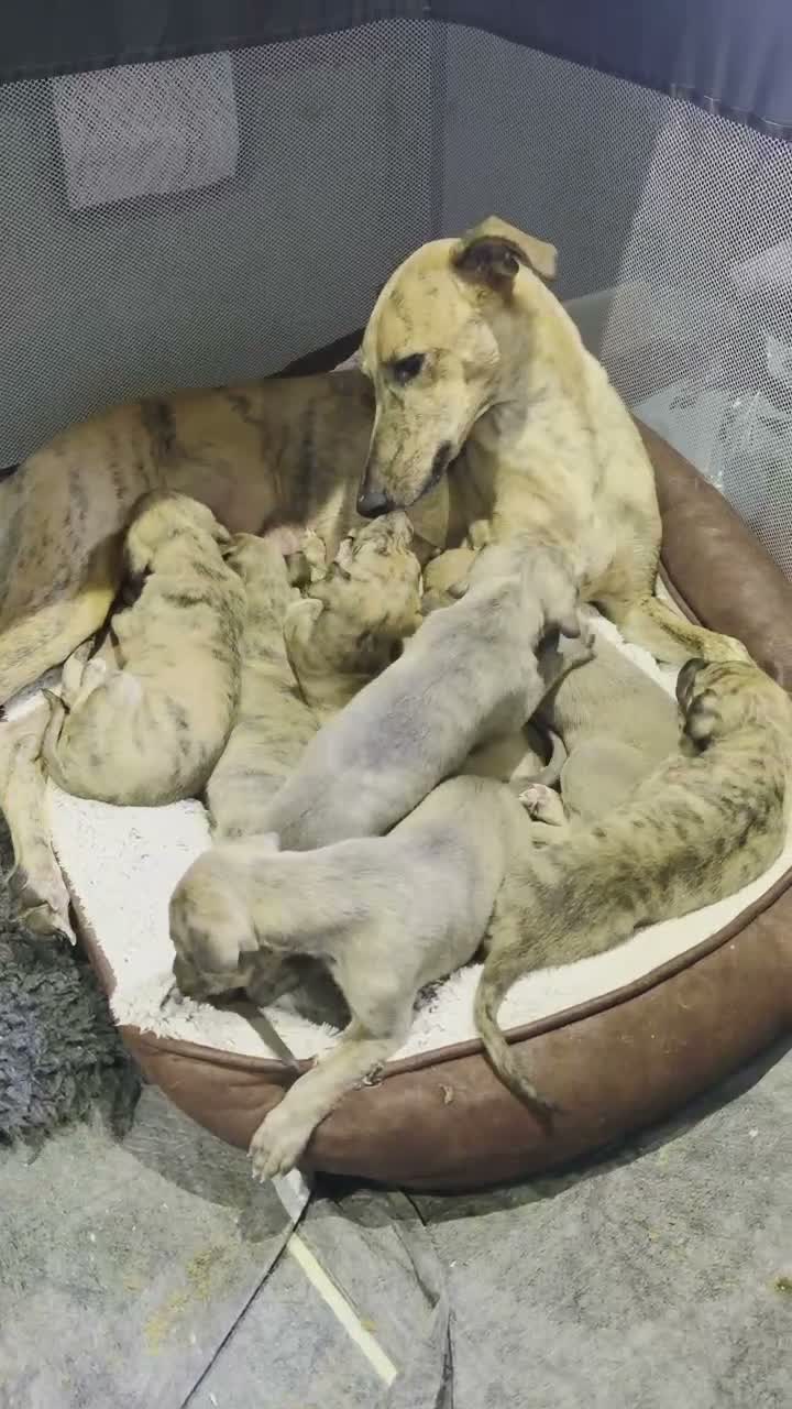 Lurcher dogs for sale: Lovely Lurcher Puppies - Video 1