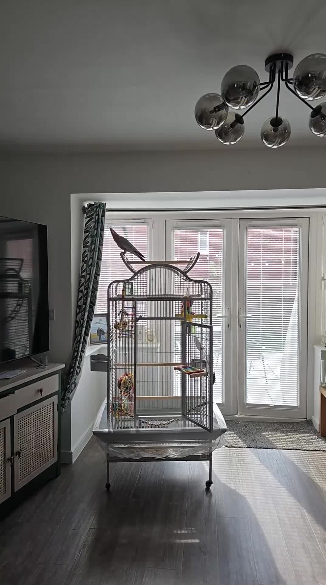 Cockatoo birds for sale: Galah Cockatoo - Video 2